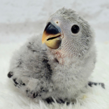 どこから見ても可愛いのっ🐣💖コザクラインコ(モーブ) ヒナ