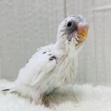 ごま塩ちゃん再来ですっ😆🙌セキセイインコの白ハルクイン‎🤍🤍