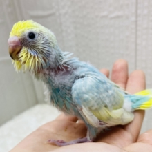 あわあわ〜な雰囲気に包まれちゃう💓セキセイインコのパステルレインボー🌈