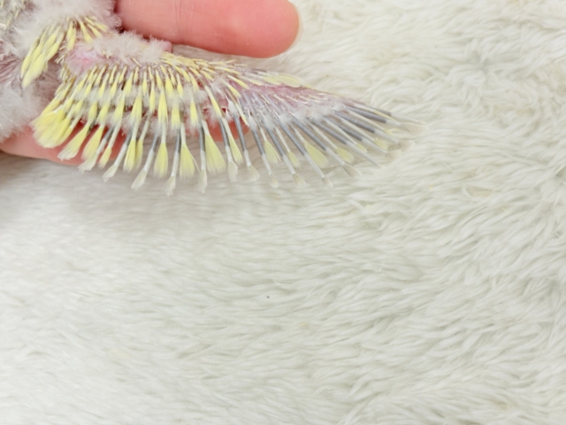 コザクラインコ（小桜インコ）