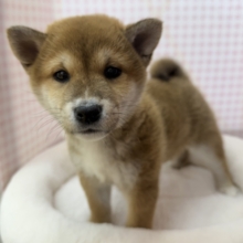 私を愛して？柴犬女の子❣️