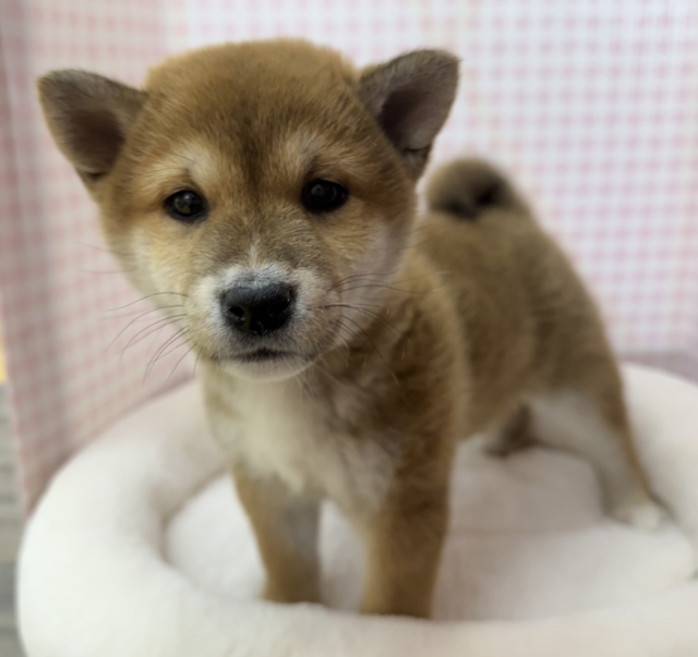 私を愛して？柴犬女の子❣️