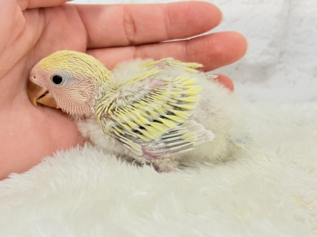 コザクラインコ（小桜インコ）