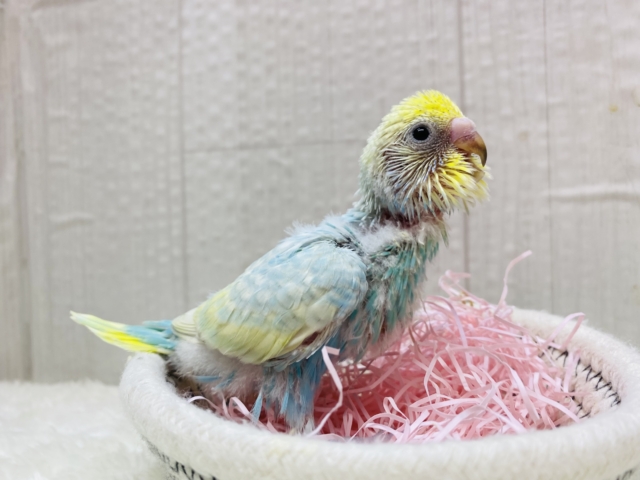 セキセイインコ