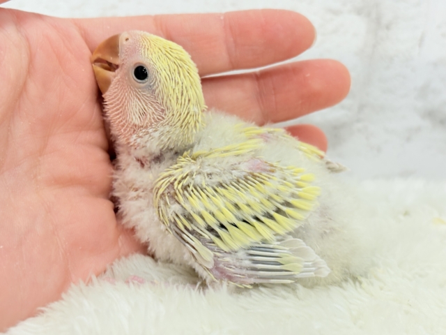 コザクラインコ（小桜インコ）