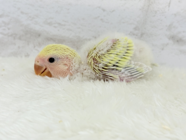 コザクラインコ（小桜インコ）