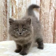 甘々なブルーのミヌエットちゃん💙2025年11月22日生まれ　男の子