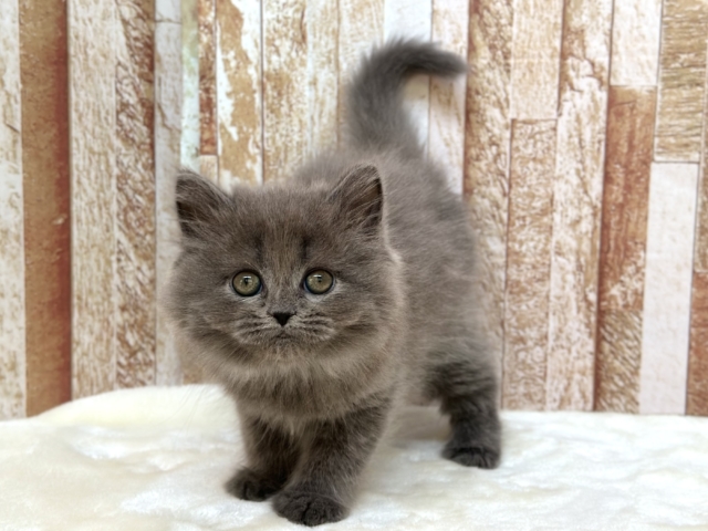 甘々なブルーのミヌエットちゃん💙2025年11月22日生まれ　男の子