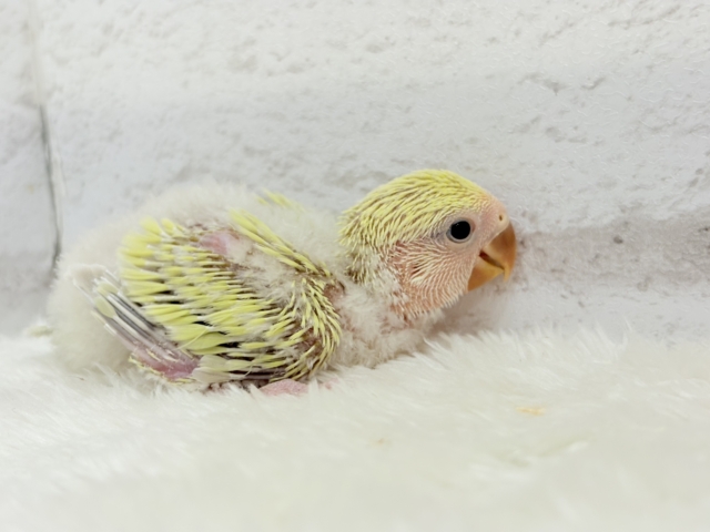 コザクラインコ（小桜インコ）