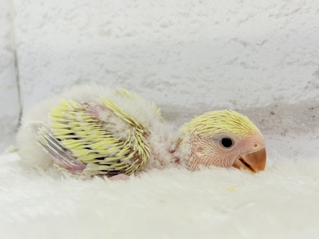 コザクラインコ（小桜インコ）