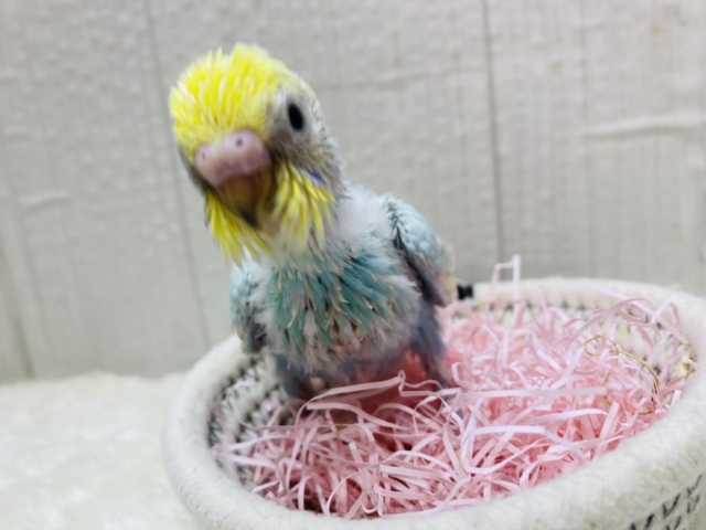 セキセイインコ