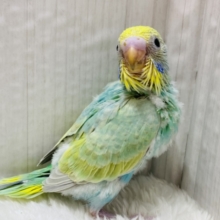 お花畑の妖精さん🧚‍♀️🫧人気カラーのパステルカラーレインボー🌟