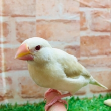 久々入舎！！クリーム文鳥さんがやってきましたよ～💗💗💗