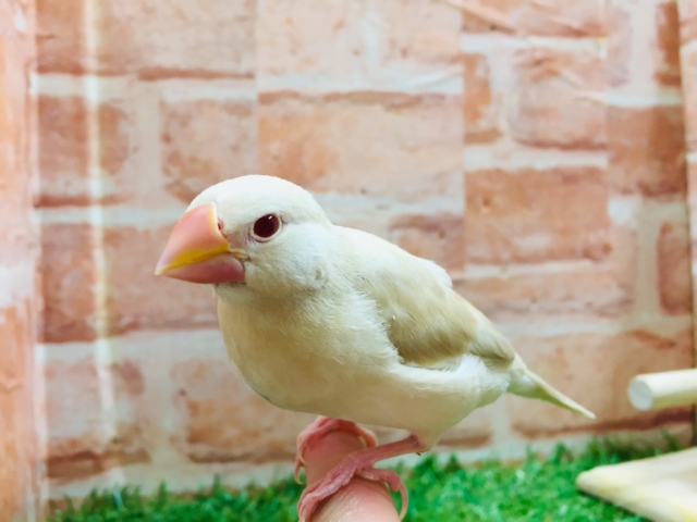 久々入舎!!クリーム文鳥さんがやってきましたよ~💗💗💗 クリーム文鳥