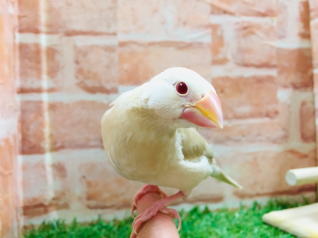 久々入舎!!クリーム文鳥さんがやってきましたよ~💗💗💗 クリーム文鳥