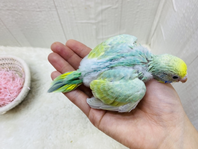 セキセイインコ