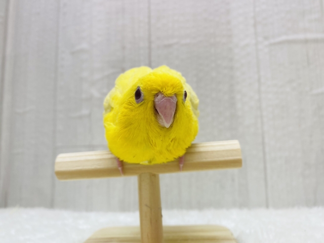 サザナミインコ
