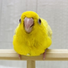 最新画像有ります❗️ピッカピカに輝くよ〜✨メロメロ注意のサザナミインコやってきた‼️