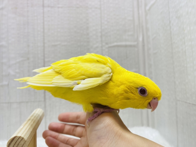 サザナミインコ