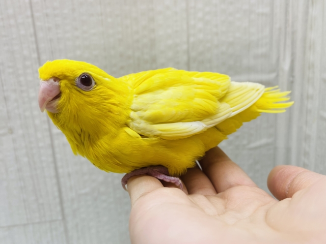 サザナミインコ