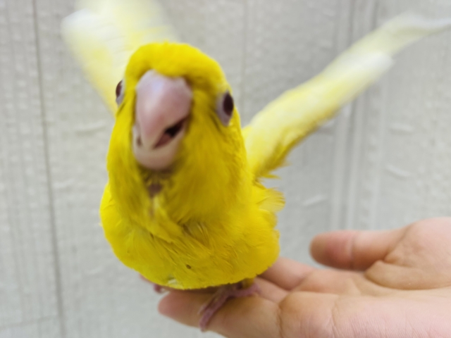 サザナミインコ
