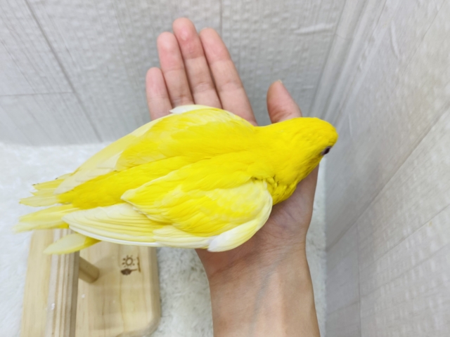 サザナミインコ