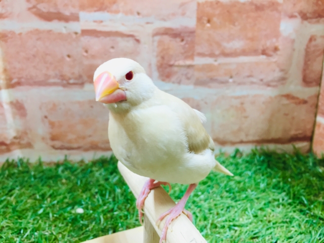 久々入舎!!クリーム文鳥さんがやってきましたよ~💗💗💗 クリーム文鳥