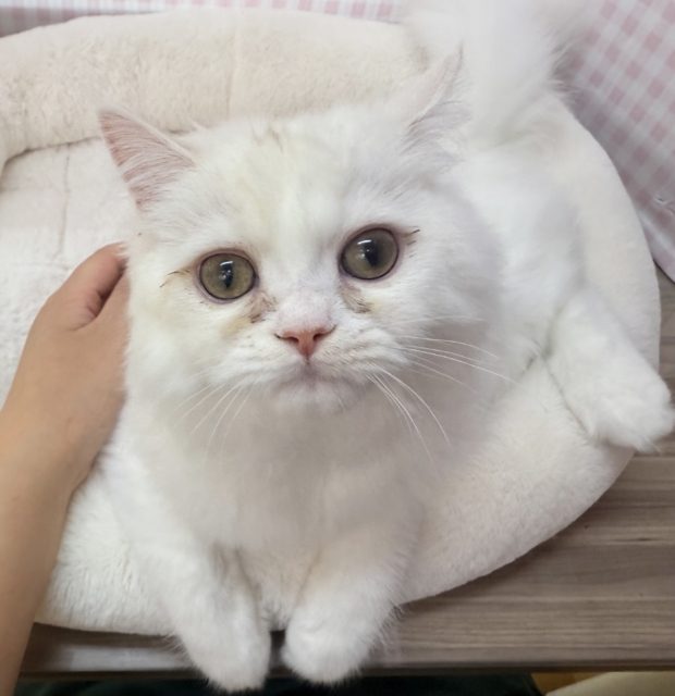 最新📷きゅんきゅんさせちゃう！ラガマフィンくん