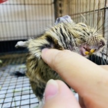 最新画像有ります‼️烏龍茶カラーの私もいいでしょ🤎元気いっぱいデグーアグーチ‼️