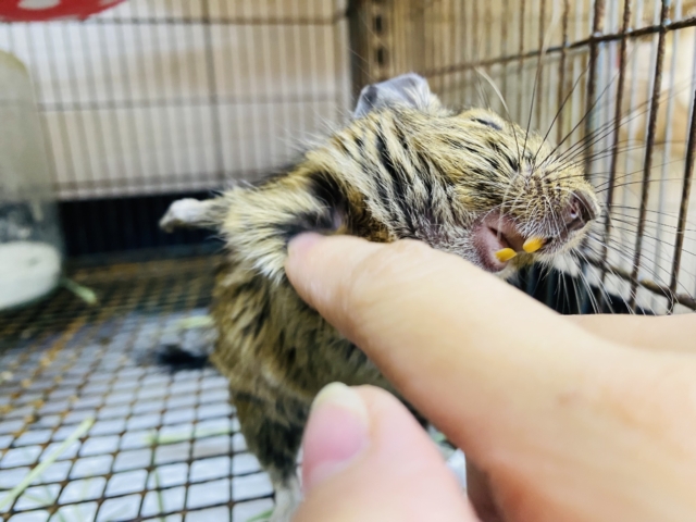 最新画像有ります‼️烏龍茶カラーの私もいいでしょ🤎元気いっぱいデグーアグーチ‼️