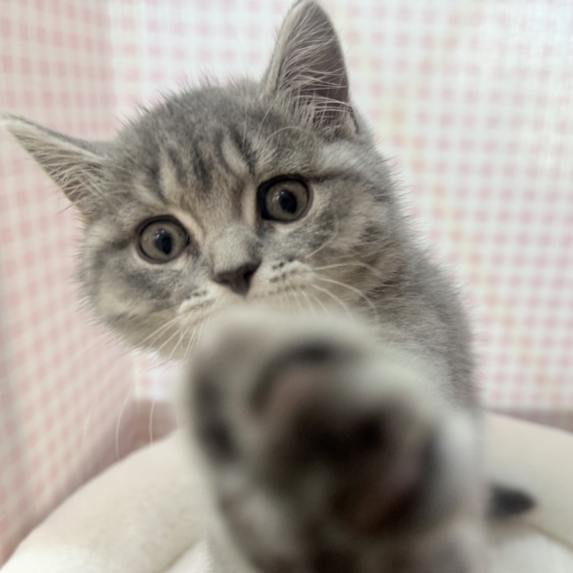 最新📷まんまるお顔!可愛すぎるスコティッシュ来ました❣️ スコティッシュフォールド