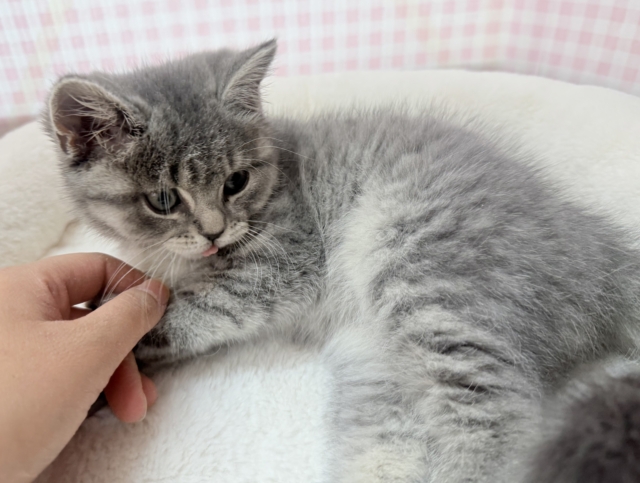 スコティッシュフォールド