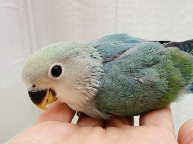 最新画像有ります‼️ワタワタおぱんつで登場です✨クール系❓コザクラインコのブルーチェリー💙