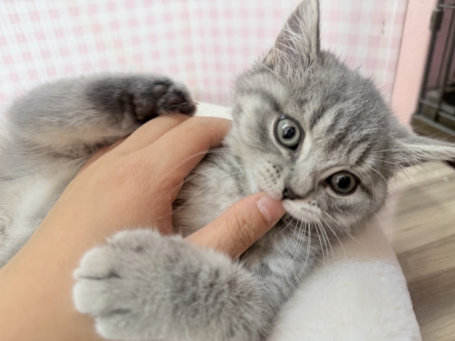 スコティッシュフォールド