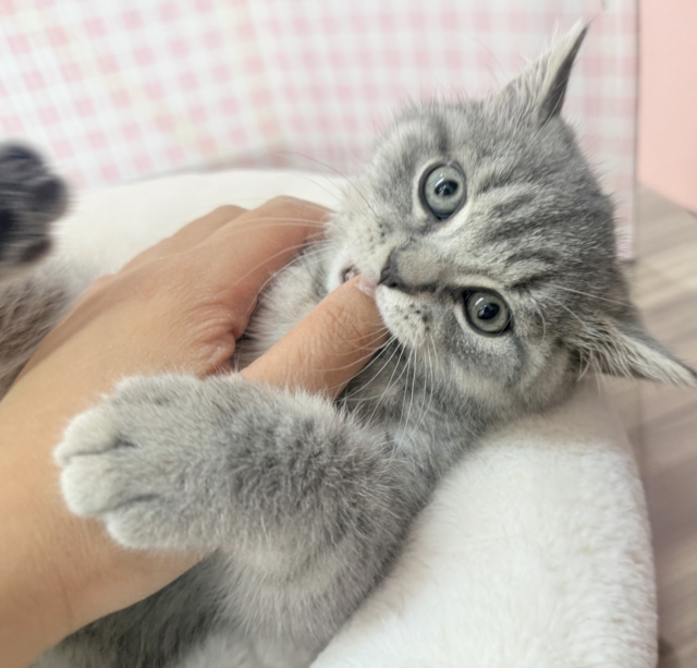 スコティッシュフォールド