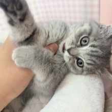 最新📷まんまるお顔！可愛すぎるスコティッシュ来ました❣️