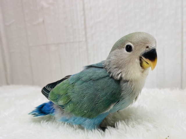 コザクラインコ（小桜インコ）