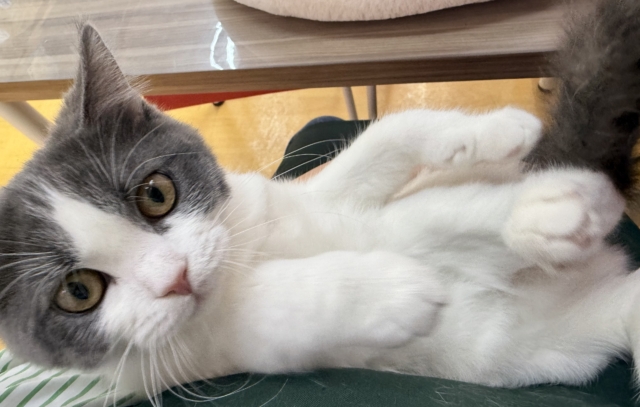 ブリティッシュショートヘア