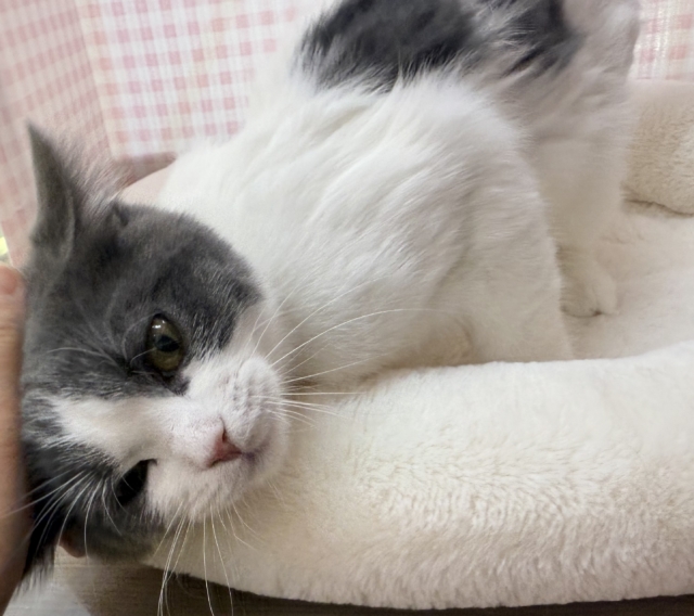 ブリティッシュショートヘア