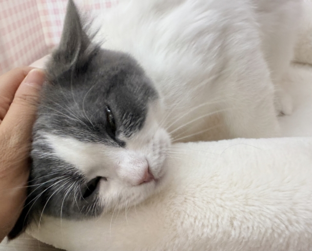 ブリティッシュショートヘア