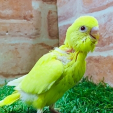 明るい黄色が魅力的🌟🌟　セキセイインコ（ルチノー）