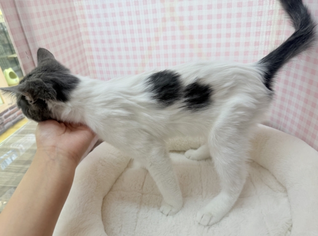 ブリティッシュショートヘア