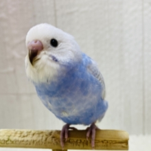 最新画像有ります❗️❄️まるで雪化粧❄️美しい姿に一目惚れ🤩セキセイインコのスパングル！！