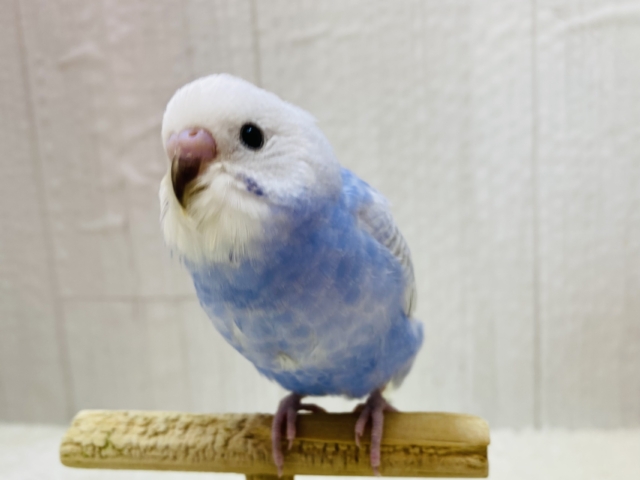 最新画像有ります❗️❄️まるで雪化粧❄️美しい姿に一目惚れ🤩セキセイインコのスパングル！！