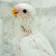 にっこり笑顔が魅力的♬セキセイインコ(アルビノ) ヒナ