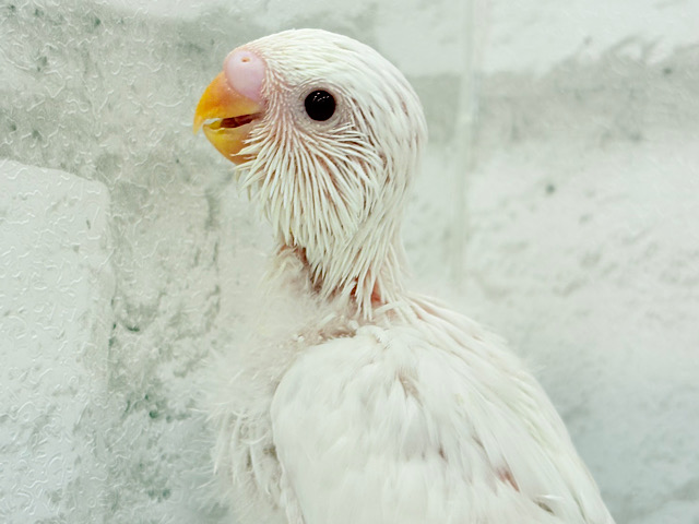 にっこり笑顔が魅力的♬セキセイインコ(アルビノ) ヒナ