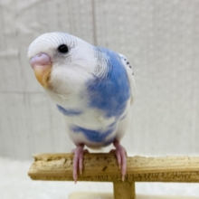 最新画像有ります💓肩の模様が素敵なんです✨セキセイインコのパイドカラー🌟