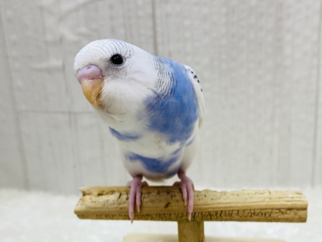 最新画像有ります💓肩の模様が素敵なんです✨セキセイインコのパイドカラー🌟