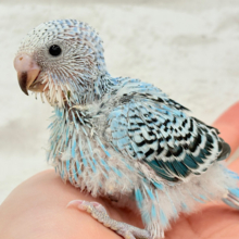 食欲旺盛♬元気っ子‪☆‪☆‪☆セキセイインコ(オパーリン) ヒナ