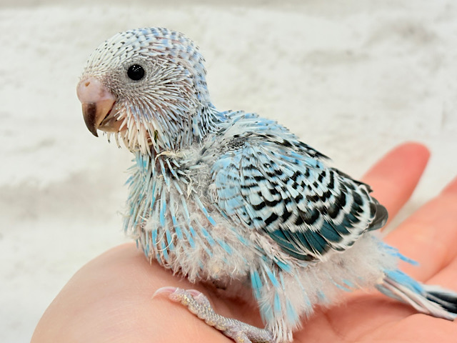 食欲旺盛♬元気っ子‪☆‪☆‪☆セキセイインコ(オパーリン) ヒナ